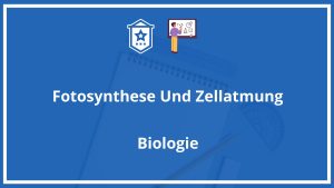 Fotosynthese Und Zellatmung Arbeitsblatt Lösungen PDF